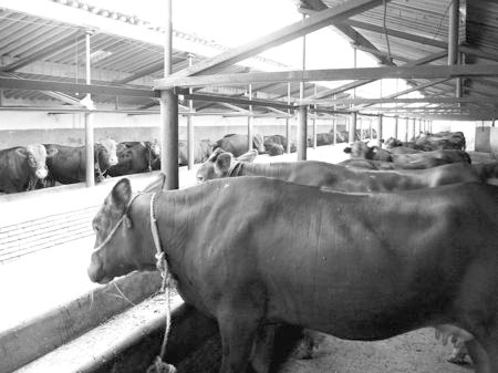 產(chǎn)業(yè)發(fā)展看平?jīng)觥捌經(jīng)黾t?！眽?nèi)開花墻外紅