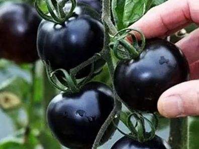 快看！蘭州新區(qū)高優(yōu)新特圣女果“黑羅漢”成熟待摘