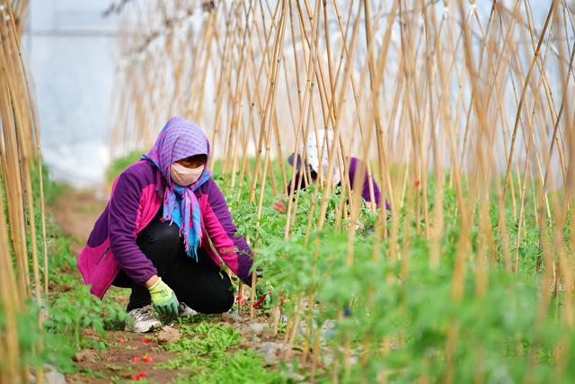 甘肅天水：致富產(chǎn)業(yè)助農(nóng)民家門(mén)口就業(yè)增收