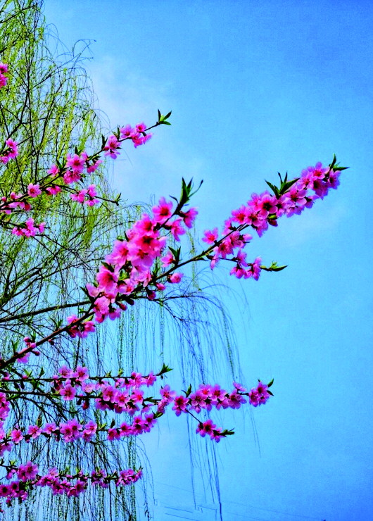 銅城桃花嫵媚綻放！君莫宅家辜負春光美景