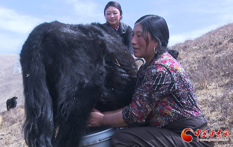 甘肅合作：高原上盛開了一朵美麗的“格?；ā保▓D）