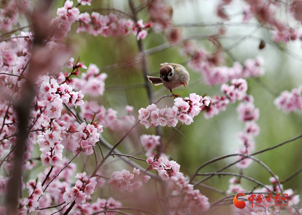 賞花季|蘭州銀灘濕地公園：黃河之濱花盛開(kāi) 湖畔水暖春意鬧