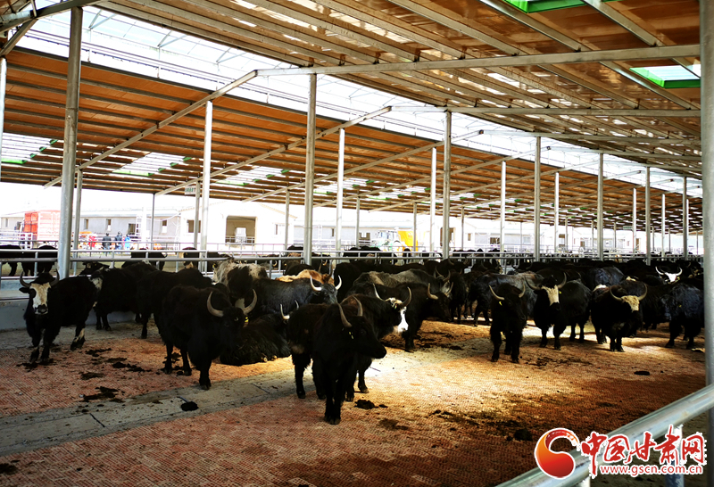 【甘肅省決戰(zhàn)決勝脫貧攻堅(jiān)】農(nóng)牧結(jié)合養(yǎng)起“脫貧?！?產(chǎn)業(yè)增效共唱“致富歌”