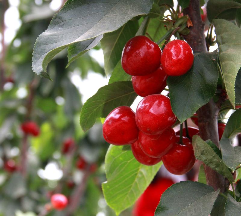 趕緊約起來！民勤紅旗谷櫻桃采摘園開園啦！