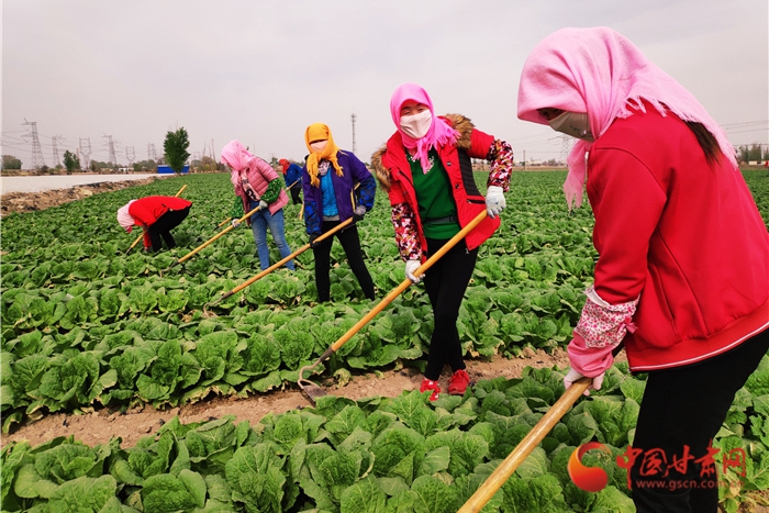 【甘肅省決戰(zhàn)決勝脫貧攻堅】金昌永昌縣產(chǎn)業(yè)鏈上打工種菜啥體驗(yàn) 有房有車奔小康