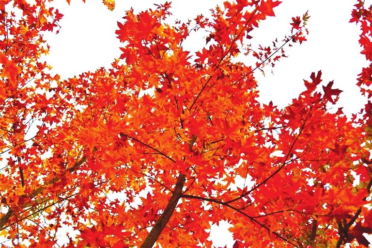 出彩啦！蘭州高校秋景驚艷來襲，快到秋日調(diào)色盤里pick你的母校