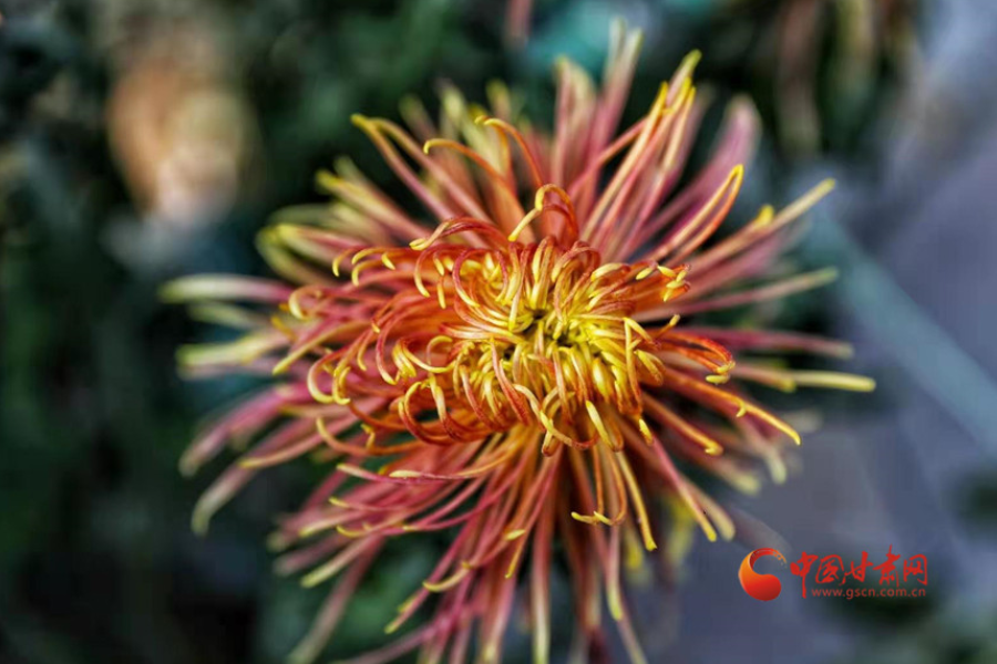 十五年，鍥而不舍終夢圓——寫在蘭州市入選全國文明城市之際