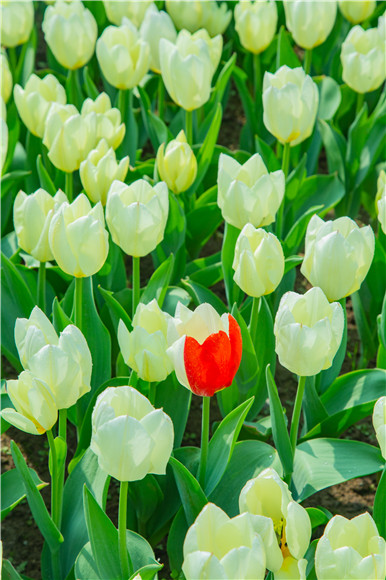 花叢中，別具一格。羅云希 攝