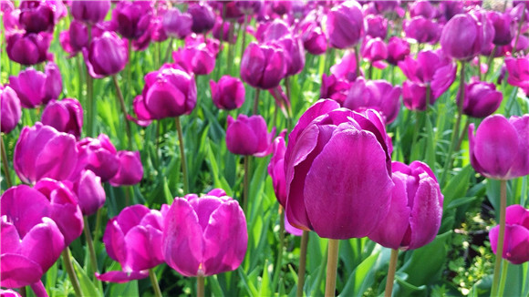 紫色郁金香。華龍網(wǎng)—新重慶客戶端袁舒含 攝