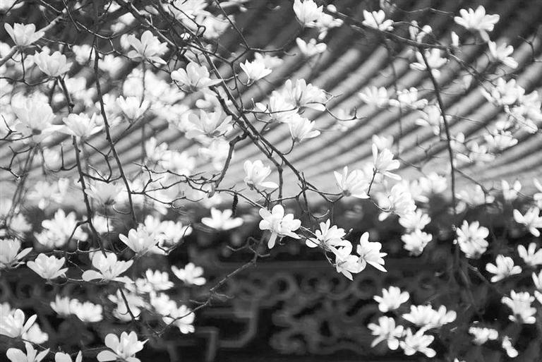 天水雙玉蘭堂，吟杜甫詩 煎泉水茶 賞白石書法