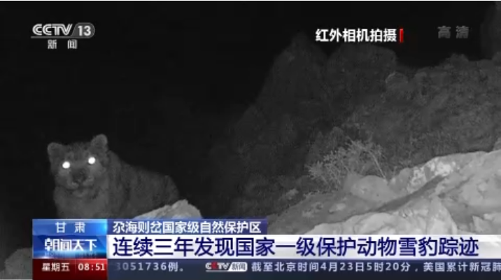 “大貓”出沒！甘肅尕海則岔保護區(qū)連續(xù)三年發(fā)現(xiàn)雪豹蹤跡