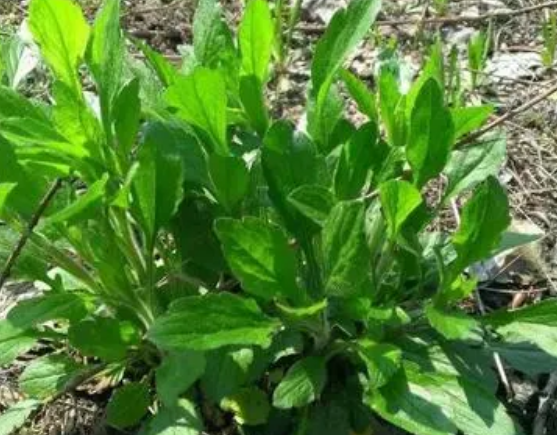 注意！路邊的野菜可不能亂采