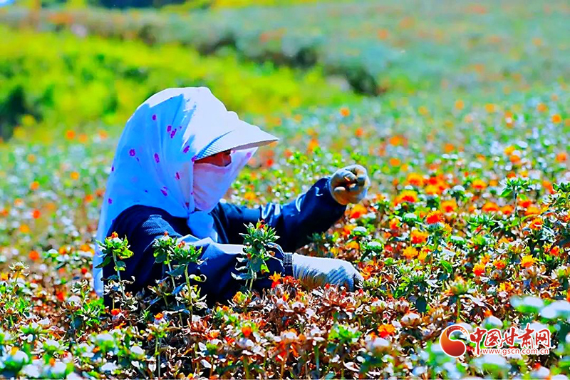 【小康圓夢(mèng)·看甘肅】宕昌木耳鄉(xiāng)：致富花開(kāi)增色 產(chǎn)業(yè)振興添景