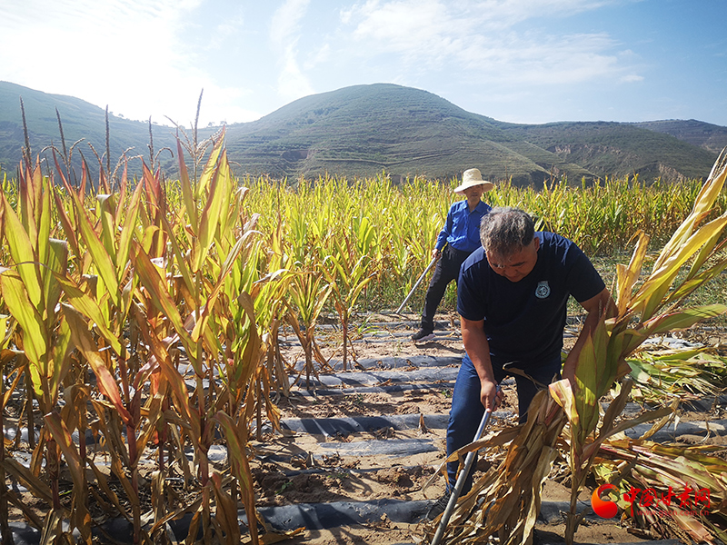 【慶豐收 感黨恩】定西安定：劉鴻奎的豐收節(jié)！