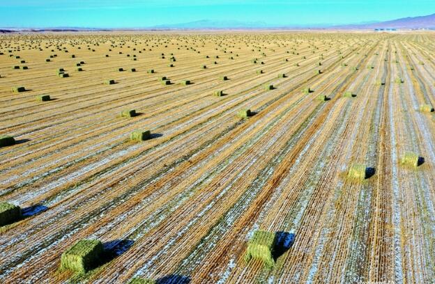 【“飛閱”中國】瞰！山丹馬場(chǎng)撒“青豆”
