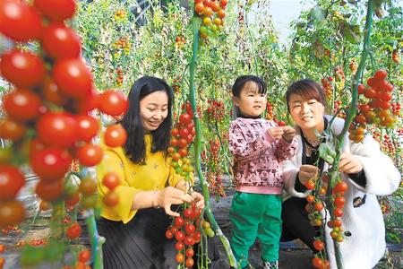 酒泉市肅州區(qū)東洞戈壁產(chǎn)業(yè)園里的圣女果、人參果陸續(xù)成熟上市