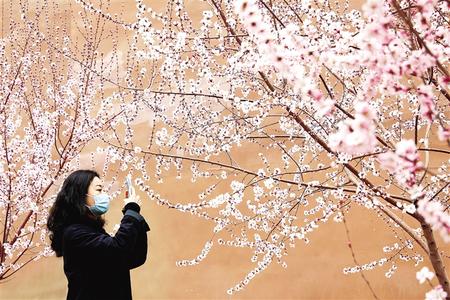 蘭州新區(qū)市民在盛開(kāi)的桃花下拍照留念