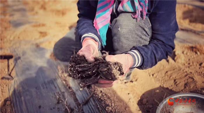 【隴拍客】好消息！榆中縣馬坡鄉(xiāng)在高海拔的馬銜山山麓種植1500畝當(dāng)歸