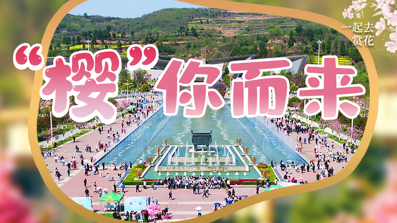 海報(bào)|春色爛漫，一組海報(bào)“云賞”櫻花盛開(kāi)