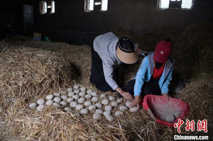 酒曲成型之后入曲房，入室之前要灑水，再鋪青稞草，防止曲塊的水分被吸走，曲房內(nèi)有通風道、窗戶、暖氣、電熱爐等各種控制曲房溫度的設(shè)備。圖為5月10日，工作人員將成型的曲塊搬運到曲房。九美旦增　攝