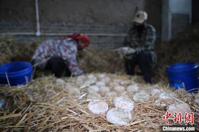 酒曲從曲坯入房培養(yǎng)到培養(yǎng)結(jié)束，整個培養(yǎng)周期控制在4至8天，曲坯的要求光滑，軟硬適宜，手按曲坯不松散，結(jié)實，薄厚一致。圖為5月10日，工作人員準備將培養(yǎng)好的曲坯拿到外面晾曬。九美旦增　攝