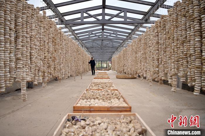 圖為5月10日，工作人員檢查晾曬的曲胚。九美旦增　攝