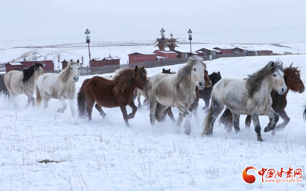隴拍客丨肅南：駿馬踏雪迎新春