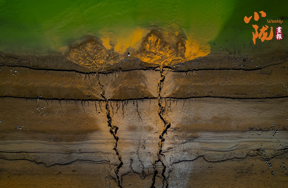 劉家峽黃河灘涂“潮汐樹”繪就大地奇觀