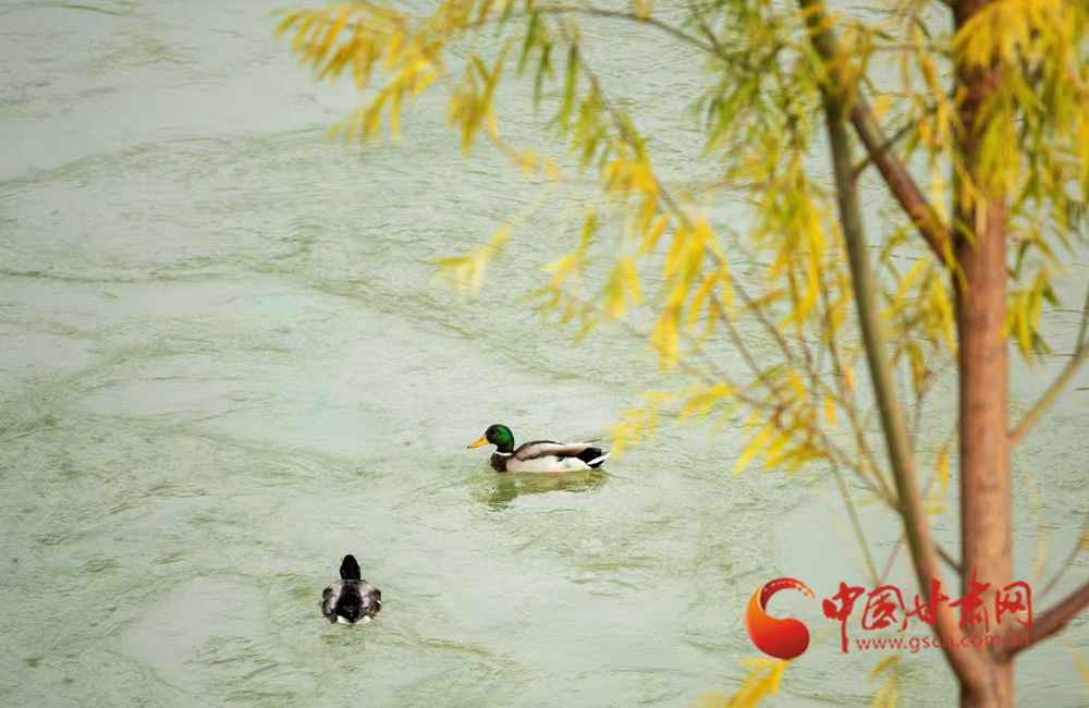 隴原春動·隴拍客丨永靖春日 萬物有聲